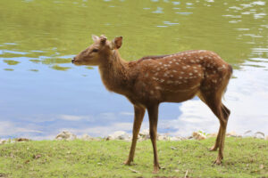 spotted-deer-near-river_36923-538